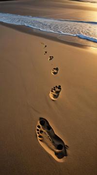 angle from above of a Sovereign Noble Footprints in the sand, a fleeting trace of moments lived, lost in the waves of time , near The Galapagos Islands