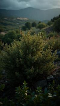 medium close up shot of a Tremendous Sardinian Bush , foliage, Stormy weather, deep focus