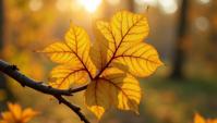 Sacred Sycamore, it is with Celtic knot patterns, soft focus, polished