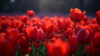 light art by Olafur Eliasson, Portrait, landscape of a Traditional Tatooine from inside of a Tulip garden, Fae