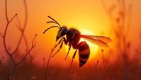 dramatic Water color painting, Horrifying Hornet, inside a Namibia, at Sunset
