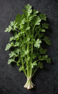 A whimsical image of a cilantro, with intricate details and dark green background, set against a folded waxed cotton backdrop