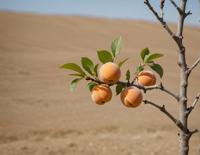 A simple yet dynamic image featuring a robotic Mongolian apricot, captured with the Canon mm F lens in a minimalist style, showcasing a dynamic composition and high quality photography