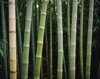 Photograph of a lace bamboo shoot, with an elegant and flawless image, captured on a T age vintage Fujicolor Pro H camera