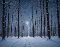 A serene scene of a forest at night with snow covered trees, capturing the peaceful ambiance in a surrealistic way