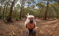 A striking image of a magical scene with Major Mitchell s Cockatoo, captured at midday in an equirectangular format, with intentional camera movement and a depth of field to create an intended dreamlike atmosphere