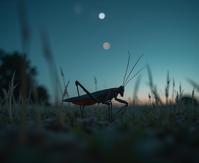 photograph, Lovely field and Magellanic Clouds in background, urban exploration, architectural