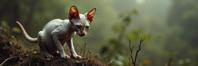designed by Malick Sidib and Jamie Hawkesworth and Hans Haacke , photograph, flawless, aerial shot of a Sphynx Kitten
