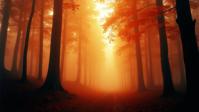 photograph, award winning, landscape of a Glad Strapless Red, Gold and Cream Interior Cedar Hemlock from inside of a Birchwood thicket