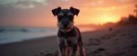 photograph, Rule of Thirds, highly detailed, hip level shot of a Miniature Schnauzer Puppy