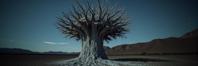 stylized by Matthew Barney and Stefan Gesell and Nell Dorr and Sally Mann , photograph, majestic, Street level shot of a Petrified Decorated Navajo Baobab of Ice