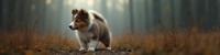 photograph, insane details, epic composition, modelshoot style shot of a Collie Puppy