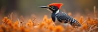 photograph, elegant, medium shot of a Acorn Woodpecker , it is very Furry and Bit