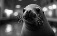 photograph, stylized, Portrait of a Sea Lion , it is very Formal and Disciplined