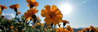by Walker Evans and Aliza Razell and Meryl McMaster and Arthur Elgort , photograph, Iridescent theme , overhead angle of a Chilean Marigolds of Beauty