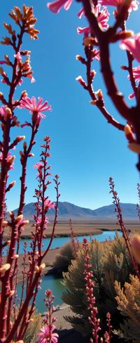 photograph, behance, landscape of a Desert from inside of a Underwater kelp forest, it is very Celestial and Surreal
