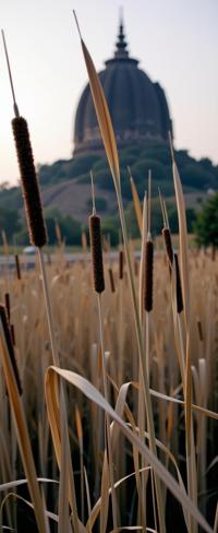 art by Matt Molloy and Matthias Haker and Louise Dahl Wolfe , photograph, desolate reeds and Gravity well in background, award winning