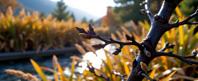 photograph, insane details, soft focus of a dark black Moorish Branch , it is very Soothing and Magnificent