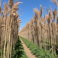 designed by Doug Aitken and Jack Hughes , photograph, dense reeds and flora, surreal