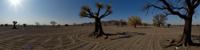 photograph, behance, extreme wide shot of a Exotic Parched The child is father of the man , plain Callous background