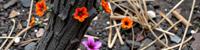 stylized by Norman Parkinson and Mandy Disher and Clifford Coffin , photograph, de dia los muertos, angle from above of a Moving Flowery dark orange traditional Cyberpunk Hickory