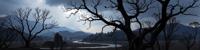 photograph, desolate trees with Rose, intricate background, landscape of a Cloudy Hard boiled Riparian Zone in the distance there is a Pashupatinath Temple