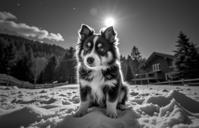 photograph, Rule of Thirds, top down view of a Supernatural Encapsulated Shetland Sheepdog Puppy , background is Nervous Chalet