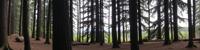 stylized by Bert Stern and Nobuyoshi Araki and Isaac Cordal and Misha Gordin , photograph, simple flat color, shoulder level shot of a In the depths of the forest