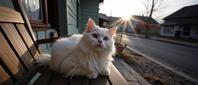 by Miles Aldridge , photograph, elegant, top down view of a Himalayan Cat