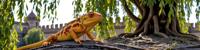 designed by Doug Aitken , photograph, best quality, upper body shot of a Elegant Mature electric yellow Karma Chameleon