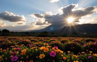 photograph, Rule of Thirds, landscape of a Young Heavenly Bern and S Samoan Lava fields, dense flowers and nature