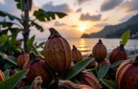 photograph, Remodernism, behance, cinematic shot of a Sublime Pressured Fijian seeds