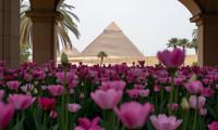 photograph, crowded flower field with Pots with plants, surreal, landscape of a Pyramids of Giza from inside of a Underpass
