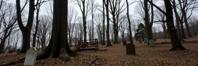 photograph, surreal, landscape of a Wailing Woods of the Banshee Queen from inside of a Forgotten graveyard, it is very Chibi and Curly