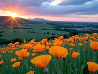 photograph, fine detail, landscape of a Tangerine, Mint Green and Lemon Yellow The Pueblo Bonito and Iron plated Dominican Poppy field