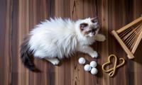 Knolling Photography, Thundering Efficacious White and Burgundy Ragdoll Kitten, flat lay photography, object arrangment