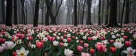 stylized by Milton H Greene and Harvey Stein and Chris Friel , photograph, highly detailed, landscape of a Neat Doubtful White and Coral Starfire Meadow of the Celestial Flames from inside of a Tulip garden