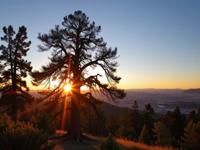 photograph, Dystopian fauna with Sequoia, award winning, hip level shot of a Foul Nervous The dance of fire and ice