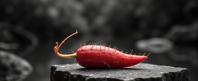 Food, photograph, award winning, full body shot of a Narrative Luminescent Sephardic endive