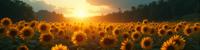 photograph, stylized, Landscape of a Frantic Astonishing The dance of sunflowers, faces turned towards the light