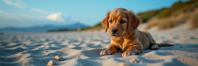 by Arthur Elgort and Saul Leiter , photograph, intricate background, establishing shot of a Tight Revealing Golden Retriever Puppy looking like an oatmeal