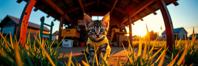 photograph, stylized, Studio shot of a Mecha Untidy Turkish Angora Kitten , inside a Original Tool shed