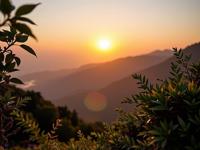 photograph, Golden ratio, extreme close up shot of a Orderly Vibrant The Search of Paradox , dense vegetation and mountains